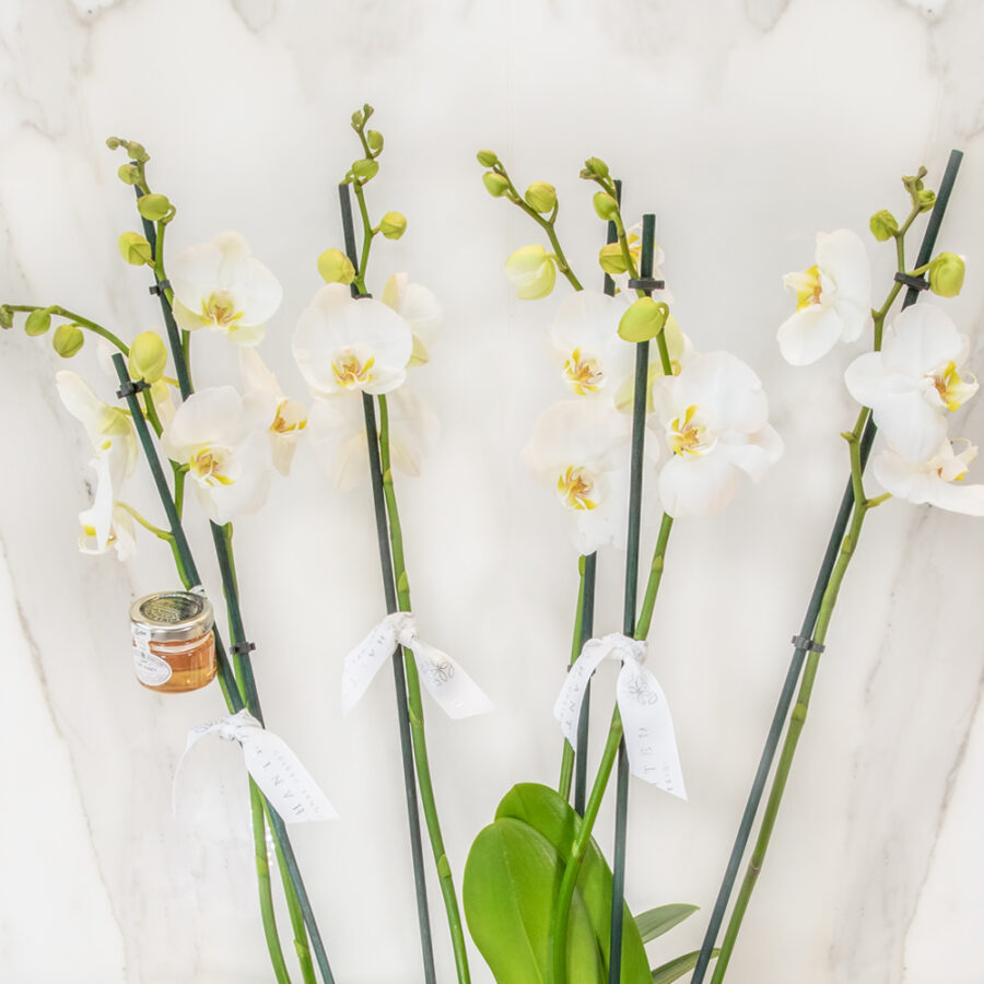 Sweet – Orchid – Enchanted – Floral – Design Sweet - Orchid - Enchanted - Floral - Design